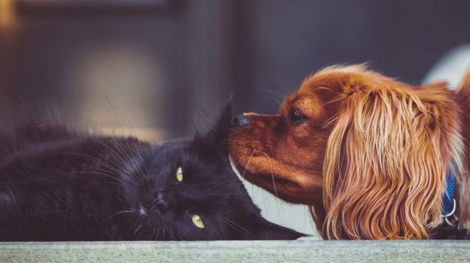 The Truth About Cats And Dogs…and Sales