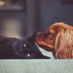 The Truth About Cats and Dogs…and Sales