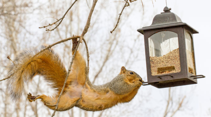 skinny squirrel bird feeder