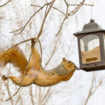 Go Nuts! Think Like a Squirrel